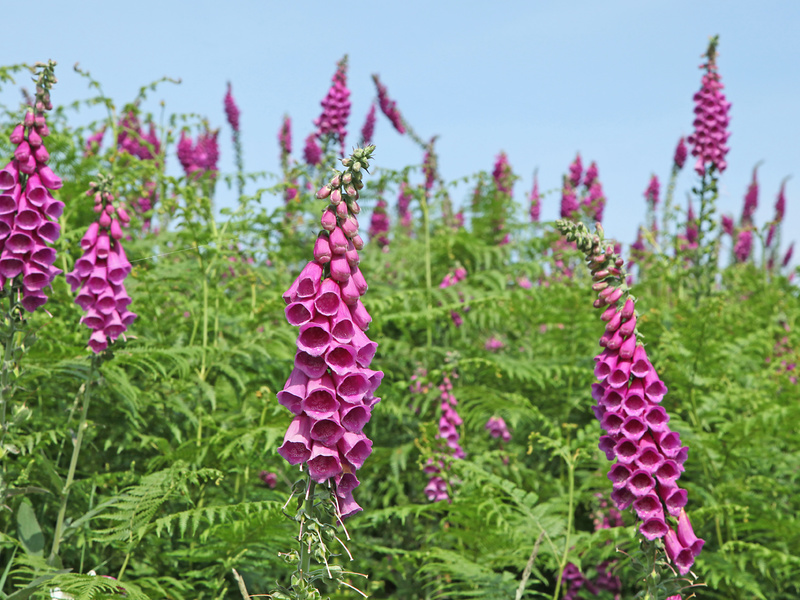 Red foxglove is shown in the photo