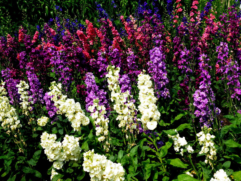 One of the plant varieties - large-flowered foxglove