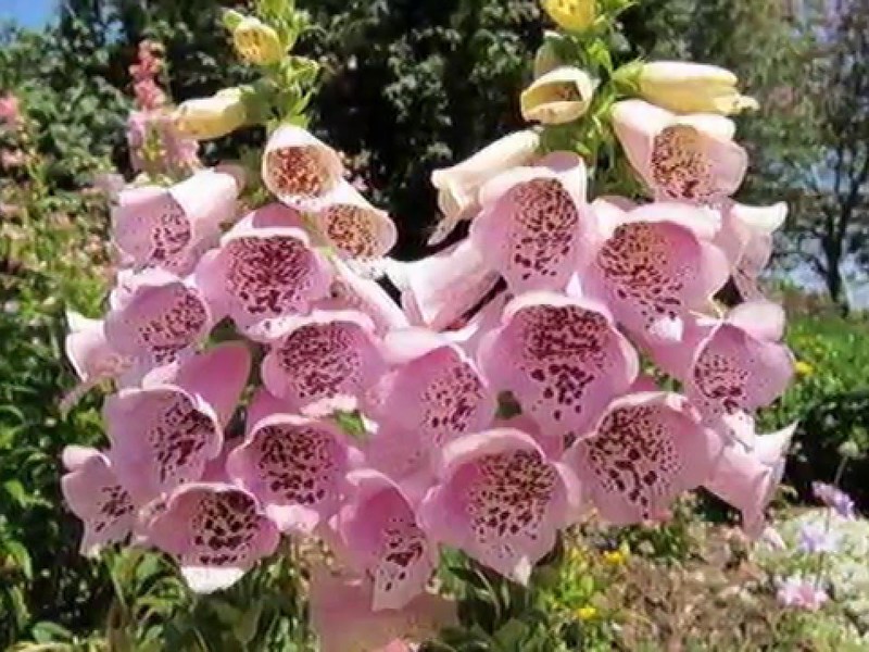 Foxglove pink - very beautiful flowers