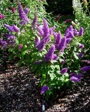 Budley bush at their summer cottage