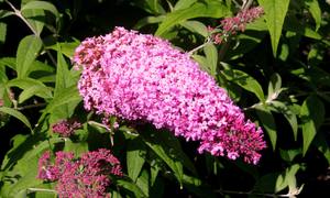 Budleya Pink delight is a popular variety.