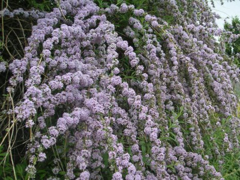 Alternate-leaf buddleya is a variety that boggles the imagination.