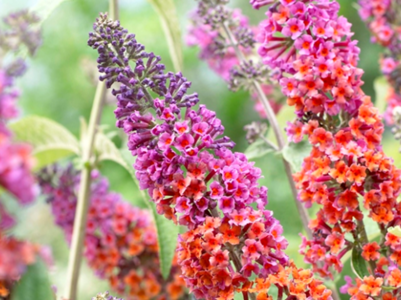 Buddleya David Flower Power during the flowering period.