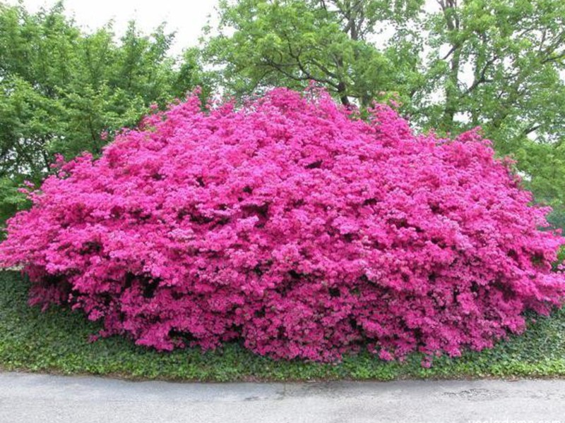 Wilson's Buddleya is completely covered with flowers.