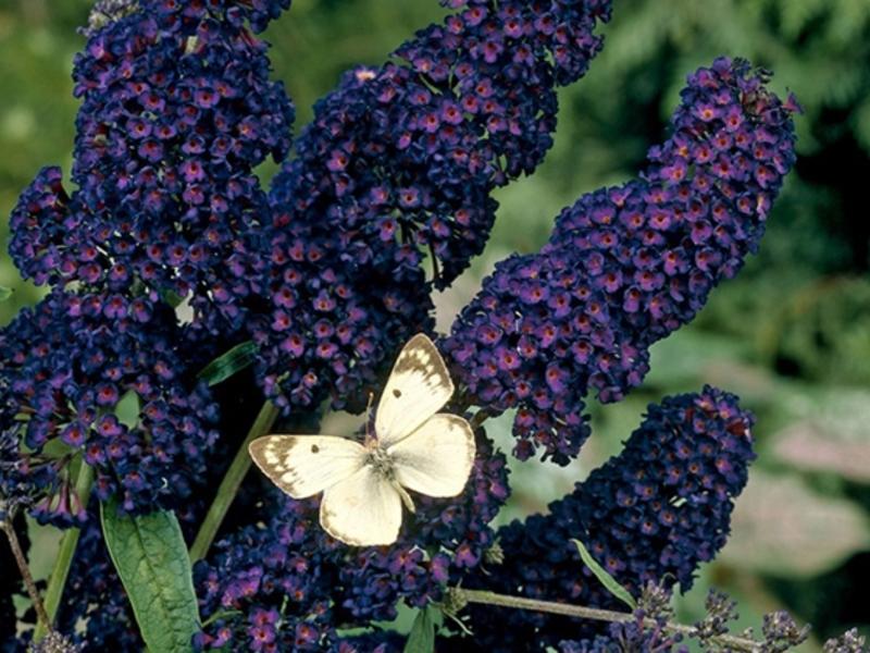 Buddleya Black Knight - flowers are almost black.