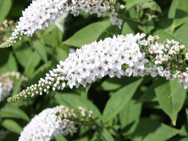 Buddleya David White Profojn can bloom white.