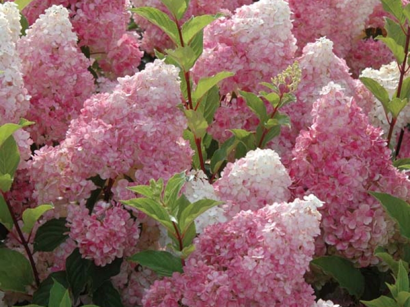 White Profusion buddleya is a mixture of white and pink, very delicate shades.