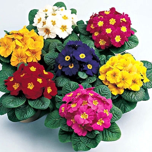 Primrose are flowers that come in many different shades.