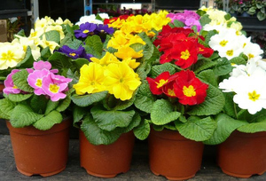 Potted primrose - flowers on sale