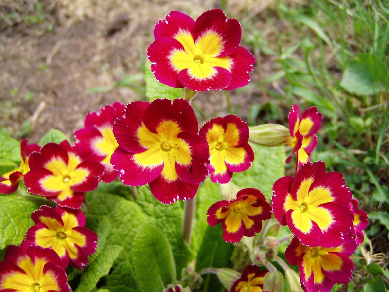 Potted primrose is often given on March 8th.