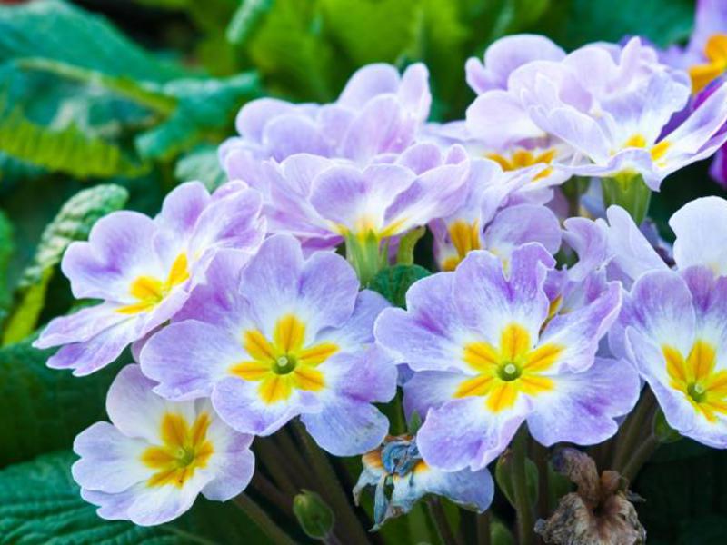 Primula stemless - plant photo