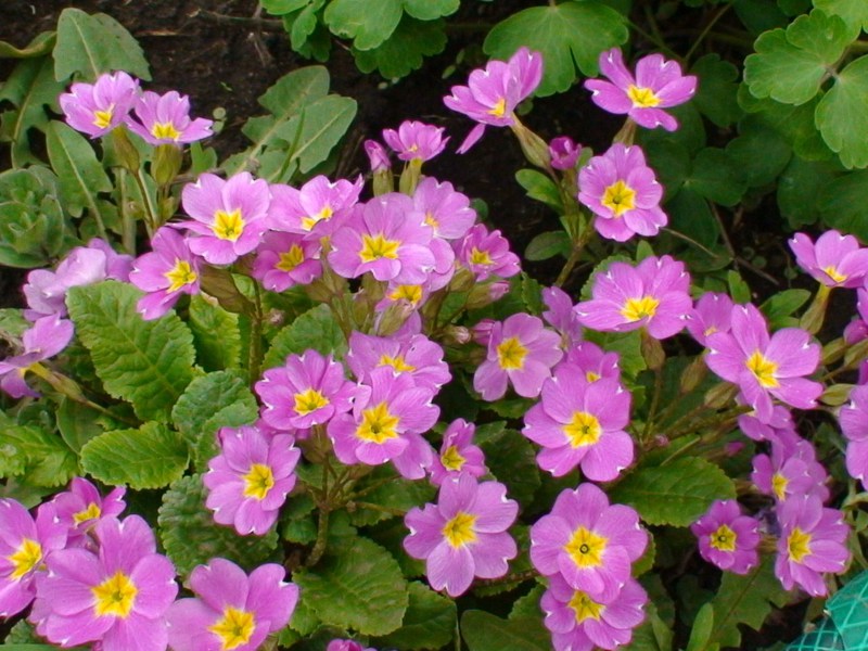 Primrose pink at their summer cottage