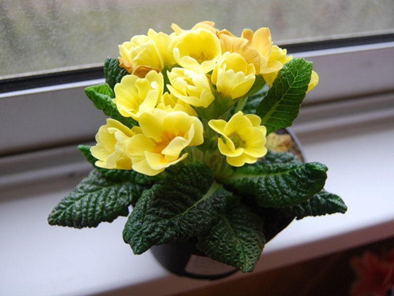 A yellow primrose flower in a pot looks very beautiful