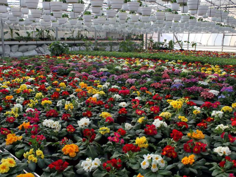 Primrose flowers grow very actively in the greenhouse.