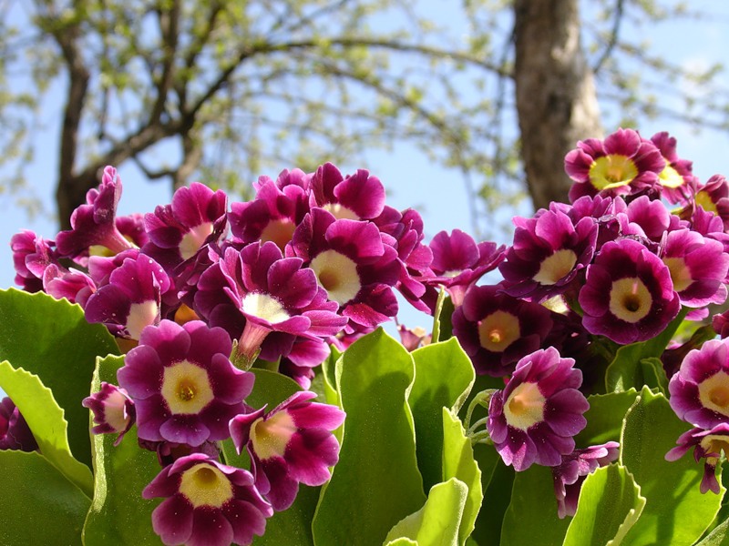 Photo of primrose in the spring garden