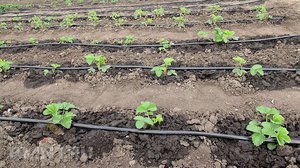 The principle of operation of drip irrigation