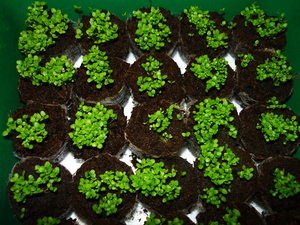 Lobelia seedlings