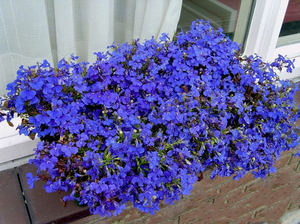 Pitchfork and Lobelia varieties