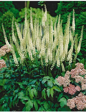 How black cohosh grows