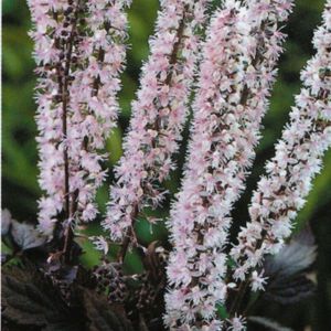 Growing black cohosh in the garden