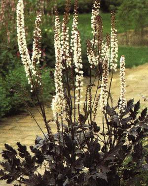 Black cohosh racemose