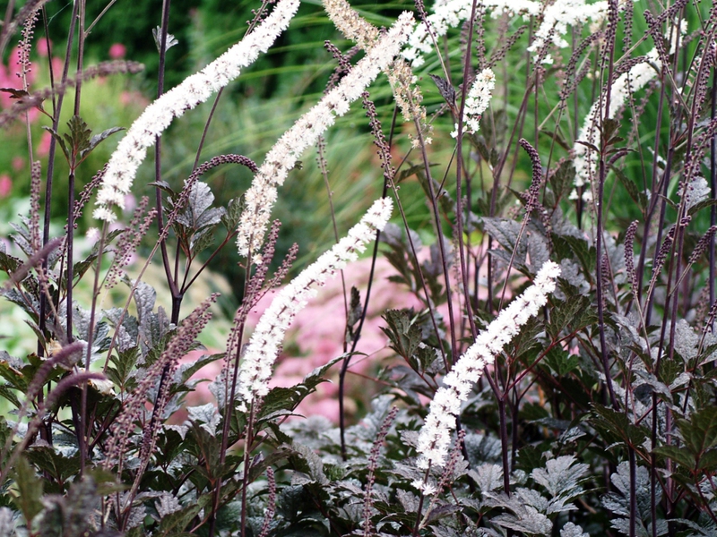 Black cohosh racemose