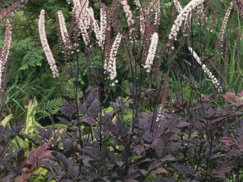 Branchy black cohosh