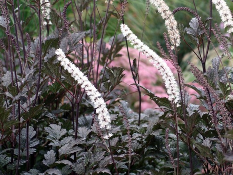 Black cohosh breeding