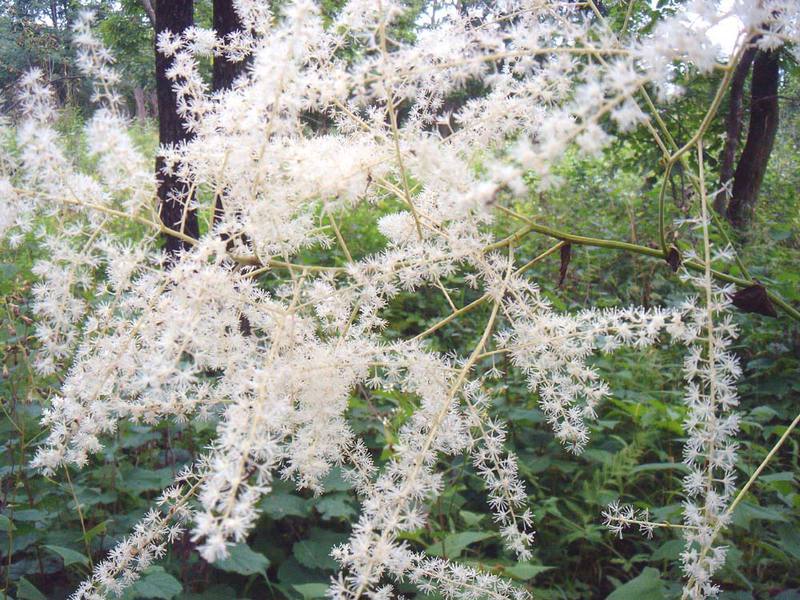 Black cohosh plant height