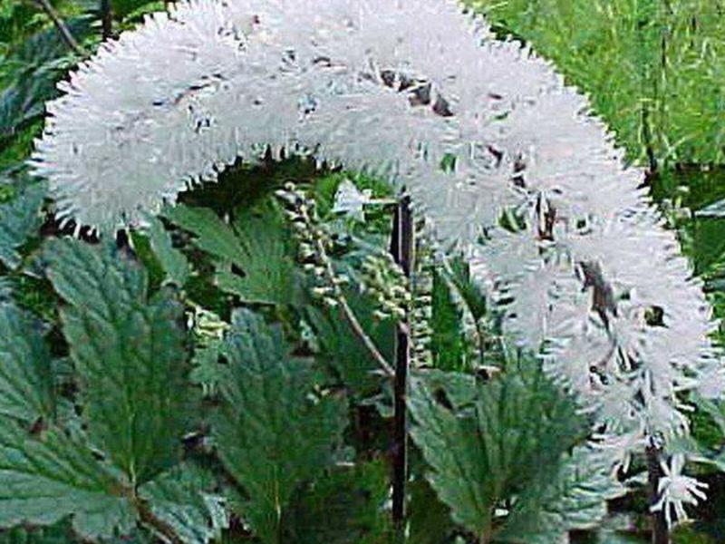 Black cohosh flowering period