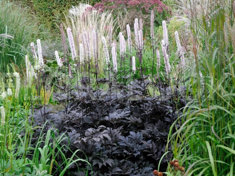 Black cohosh herb