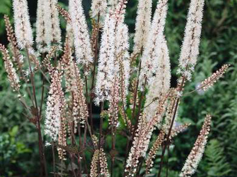 How to plant black cohosh