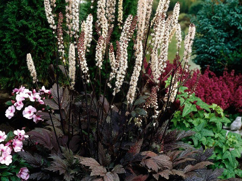 Black cohosh