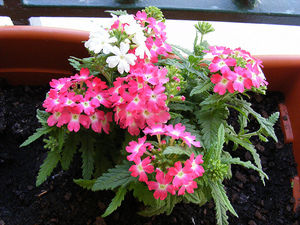 Verbena can be grown using seeds