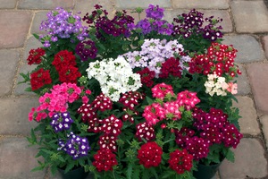 Growing verbena seedlings