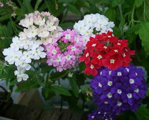 Verbena appearance