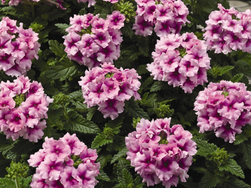 Verbena can be grown using seeds