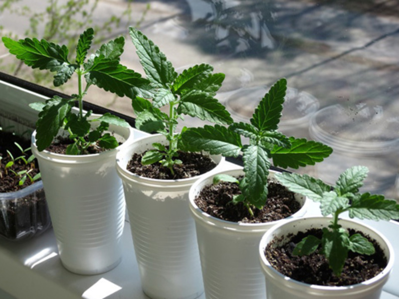 Verbena hybrid