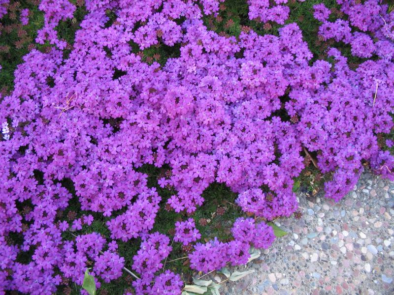 Growing verbena