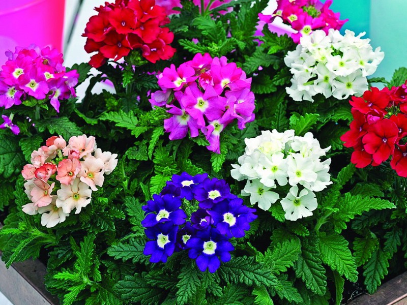 Types and varieties of verbena