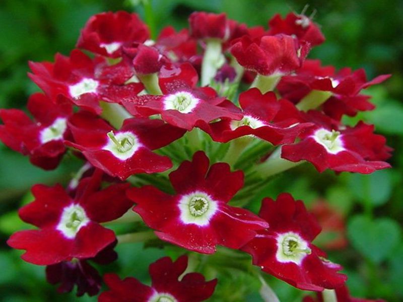 Description of the verbena plant