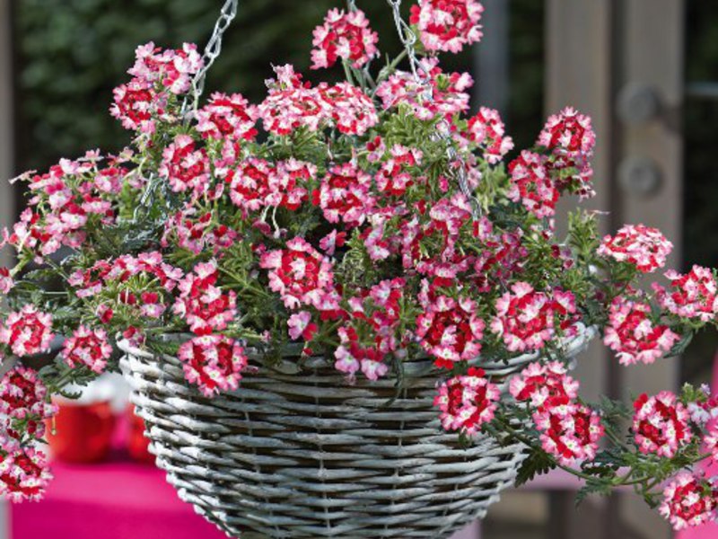 Verbena on the balcony