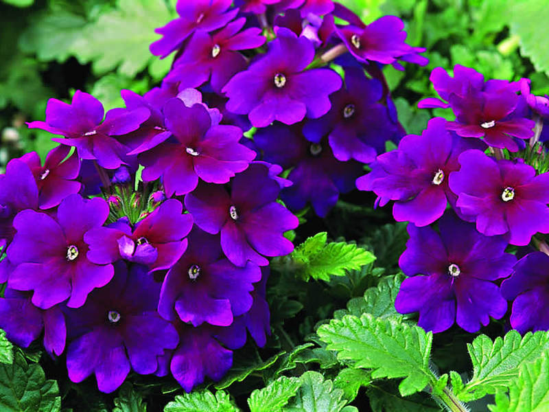 Verbena in pots