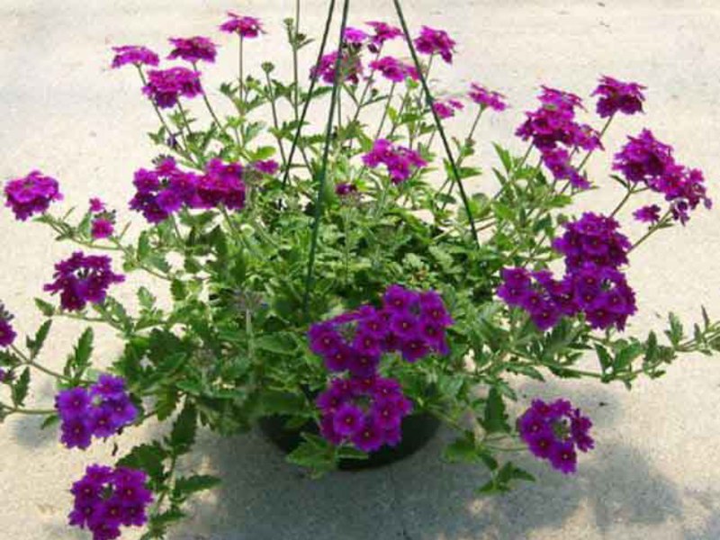 Growing verbena seedlings