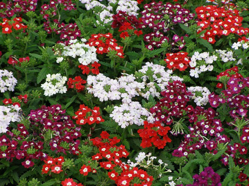 Verbena can be grown using seeds