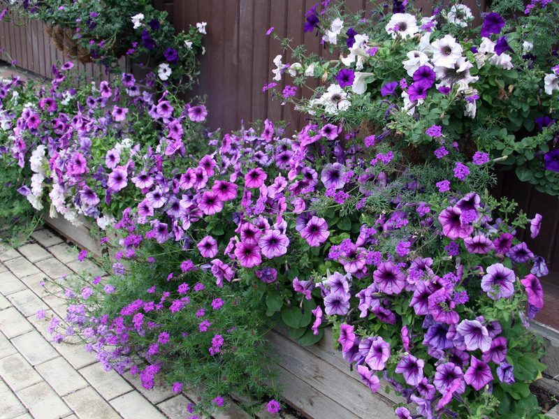 How to plant verbena