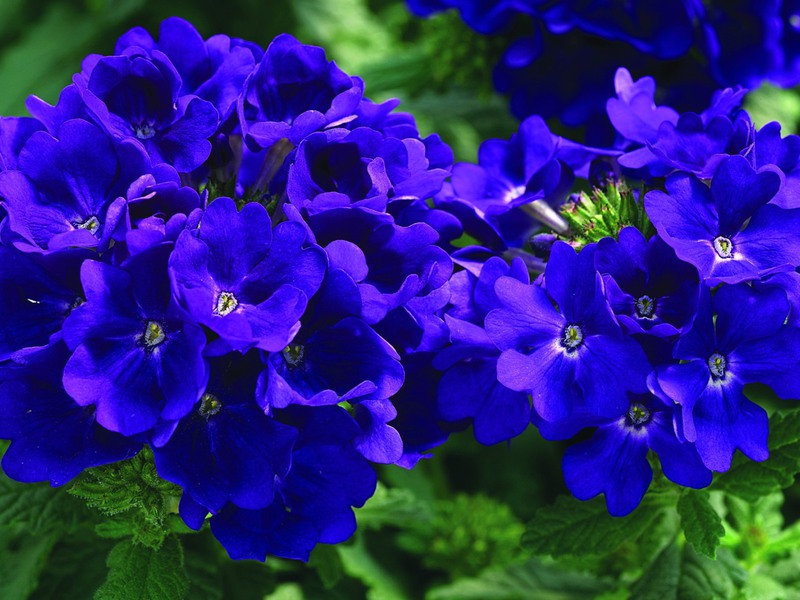 Verbena flower and its varieties