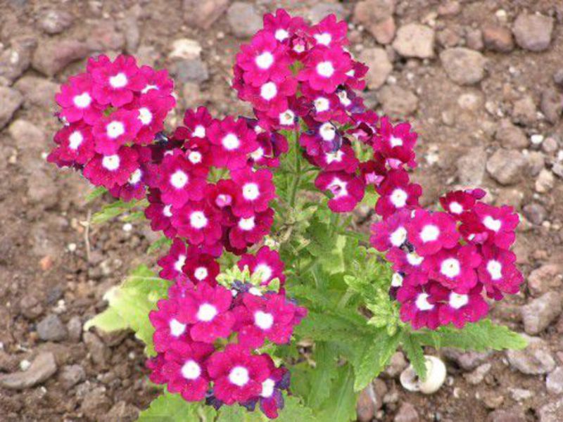 Purple verbena