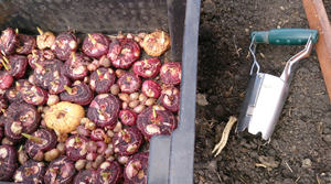 When to remove the bulbs for germination