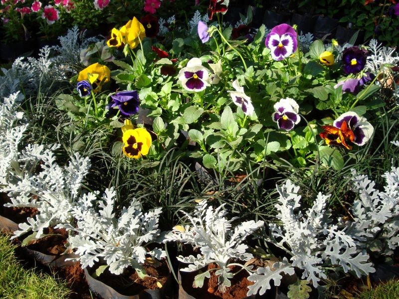 List and description of biennial undersized flowers for flower beds